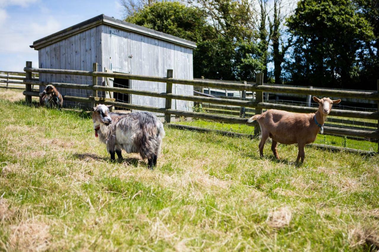 Sharlands Farm Holiday Cottages Bude Exteriör bild